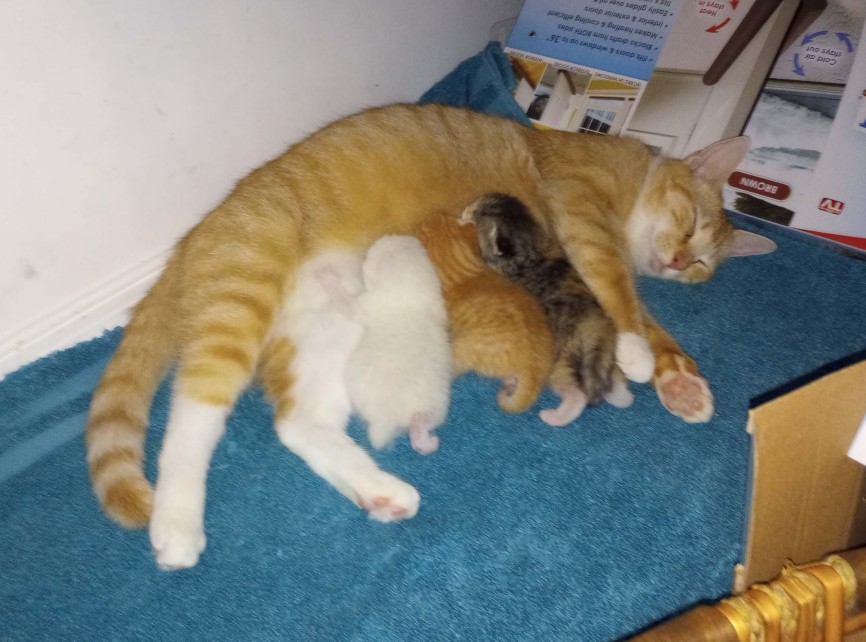 Three tiny kittens nuring off of an orange and white cat. The babies are white, orange, and tabby calico.