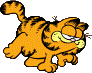 Garfield walking, looking at viewer.