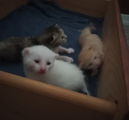 White baby standing and looking over the edge of the drawer, in the background cali laying and looking over a different edge, and the orange baby falling over on the side of the drawer.