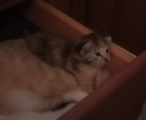 grainy picture of the cali baby looking up above the edge of the drawer, her eyes round and alert.