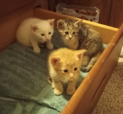 all three kittens sitting up in the drawer, looking in a central direction