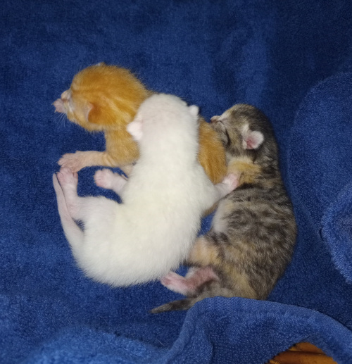 the three kittens piled up together