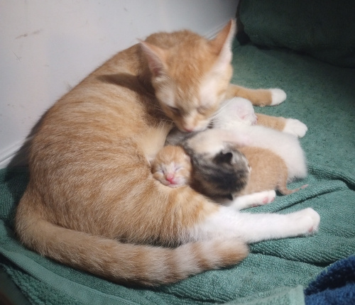 kittens laying on mama who is licking the cali. orange has his head under cali, poking out to rest on mamas leg.