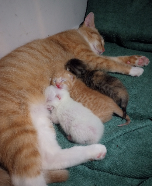 kittens lined up nursing on mama. Orange baby is between the other two, but has his little chin resting on white baby's head.