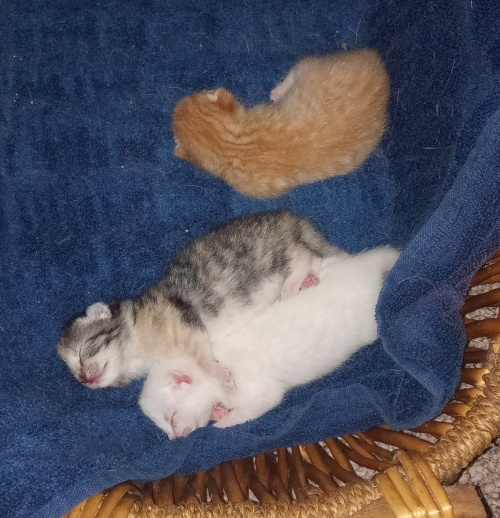 three kittens in the basket. the stripey cali is spooning the white one