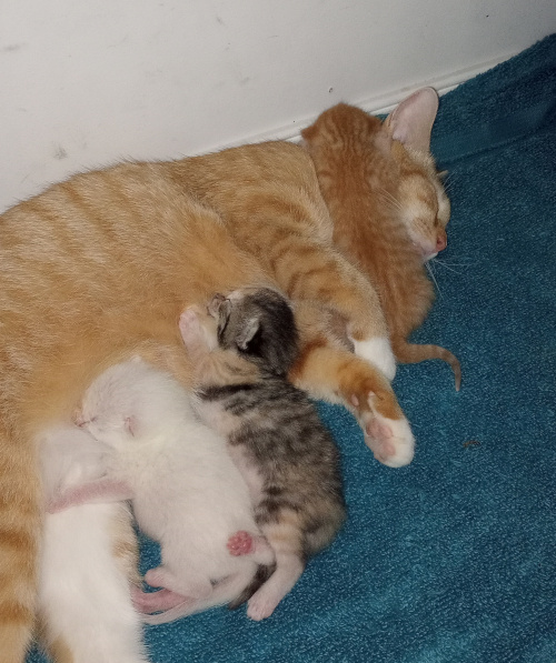 Two kittens nursing on mama, the orange boy laying across her neck.