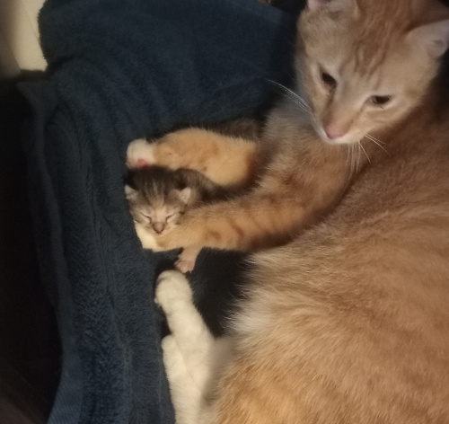 creampuff laying in the basket, with cali baby between her arms so that her little head reasts on one.