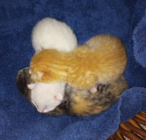 the kittens piled up so that the white ones head is on cali, and orange boy is resting his head on white boy