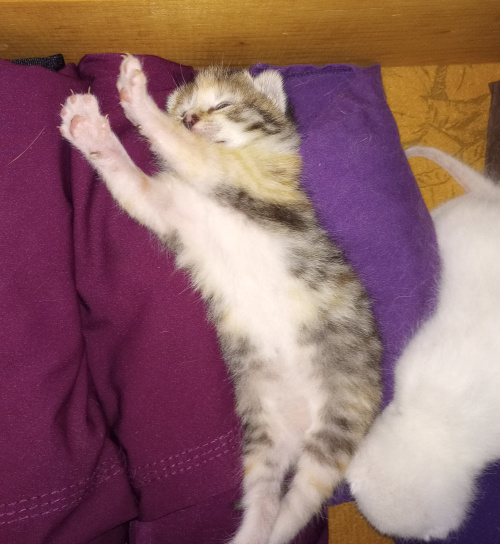 calico baby streching her paws all the way out, showing her fuzzy white belly.