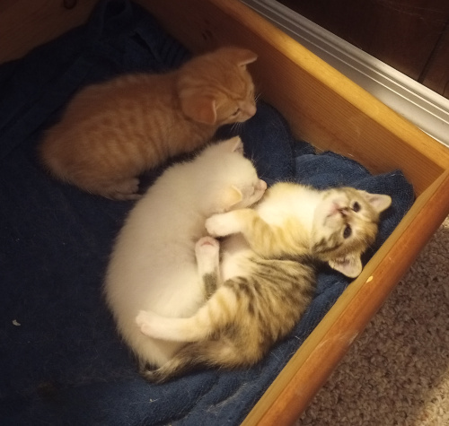 the kittens laying in the drawer, calico kitten is on her back looking up, showing her white belly