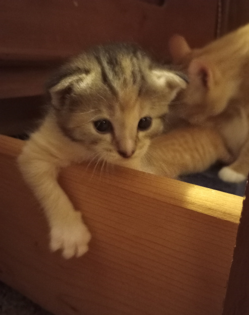 the tabby cali with one arm over the drawer side, loking like shes resting on it casually.