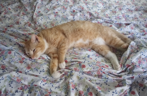 orange and white cat laying on a bed, her paws mid knead.