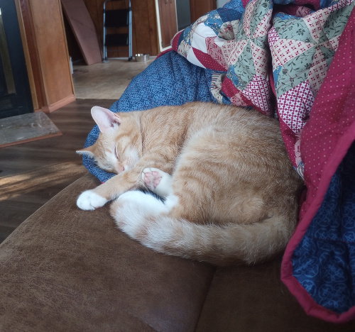 Creampuff curled against a quilt, laying on a couch, one paw outstretched.