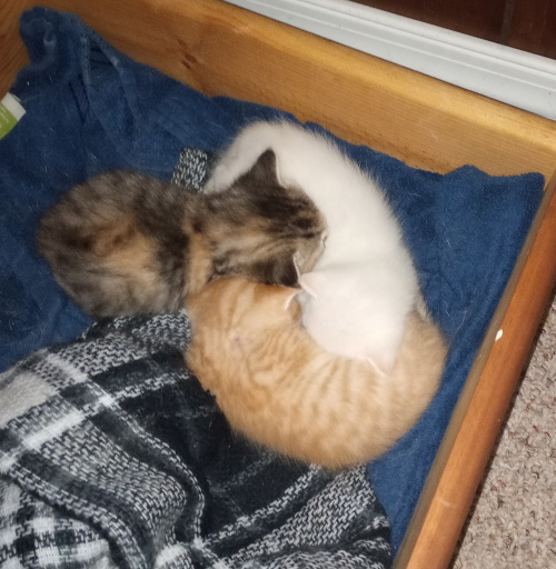 three kittens sleeping, nested in a circle so ones head rests on the next ones body