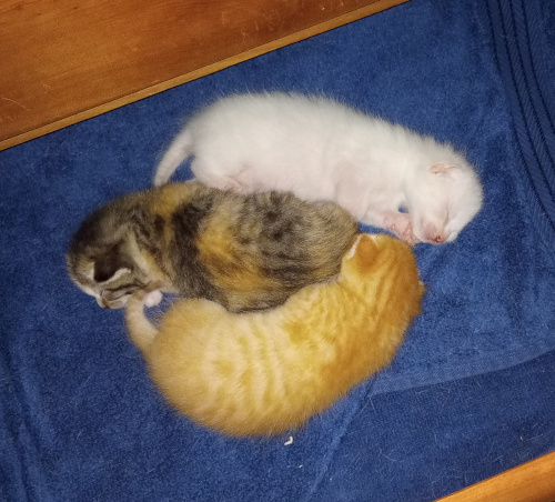 the kittens curled up next to each other