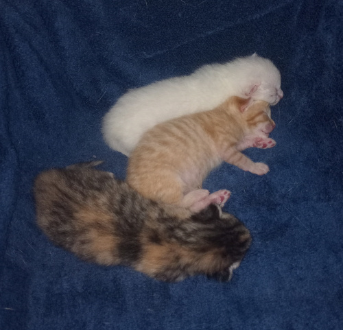 the kittens laying next to each other, orange boys tiny pink paw pads visible