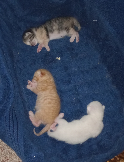 kittens laying spread out on their sides, showing their legs