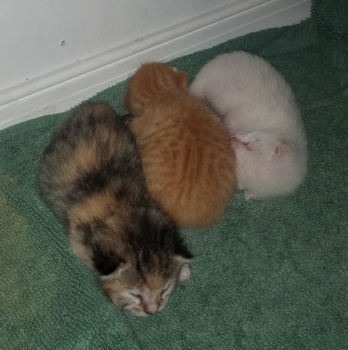 the kittens laying with their legs tucked under them, cali has her face out resting on the towel, white has his face curled in nesting on orange baby.