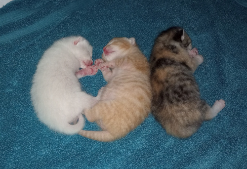 the babies laying lined up on thier sides, their little paws tucked up to their faces. thier pink little toepads match their pink little snoots.