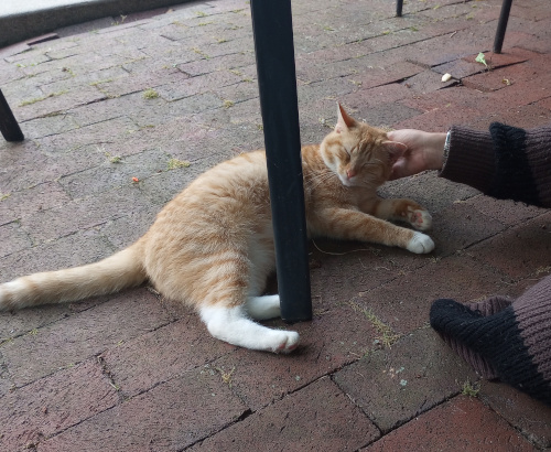 yellow striped cat laying on bricks, her eyes closed as she leans into the hand petting her.