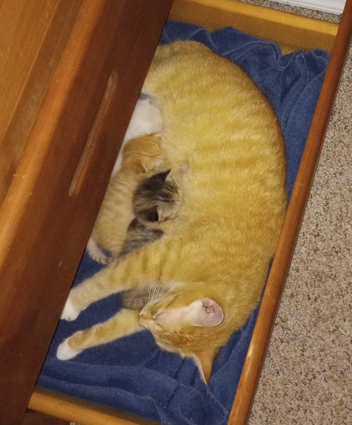 mama laying in the drawer with her paws stretched out as her babies nurse from her in gradient order.