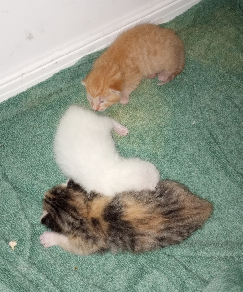 the three baby kittens, the orange one crouched with his eyes slightly parted.