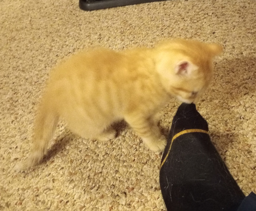 cheesepuff sniffifng my foot