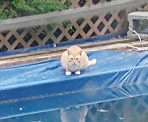 small yellow cat crouched down on the edge of a tarp covered pool.