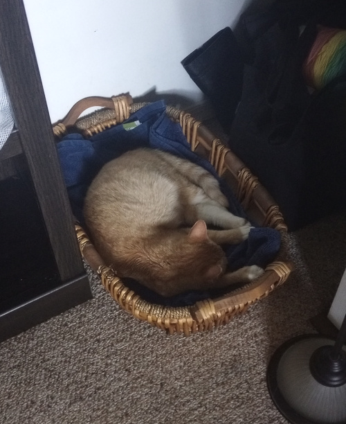 yellow cat curled in a basket, her front feet stretched out.