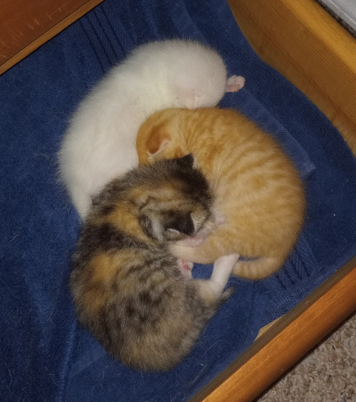 the kittens curled in on each other, nesting their faces inwards.