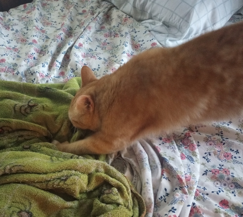 Creampuff leaning into a blanket as she kneads it.