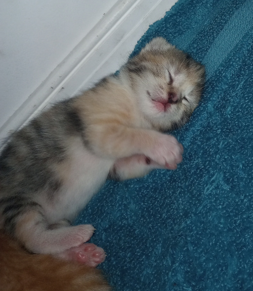 stripy calico laying on her side with her little face up and her front paws together