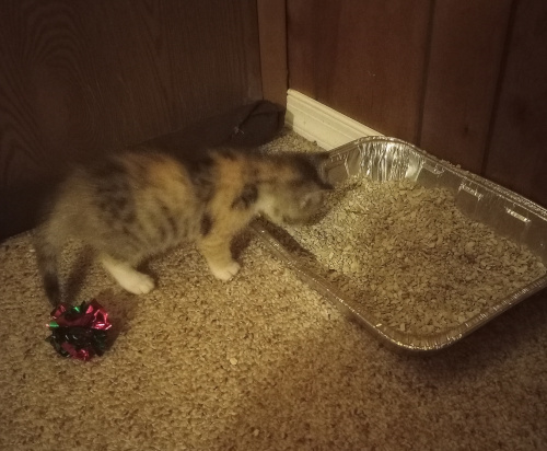 cali kitten inspecting a small foil pan holding litter