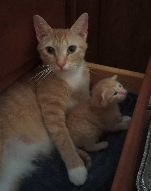 Creampuff looking up at the camera, propped up from her side, orange baby is sitting infront of her looking over the drawer edge.