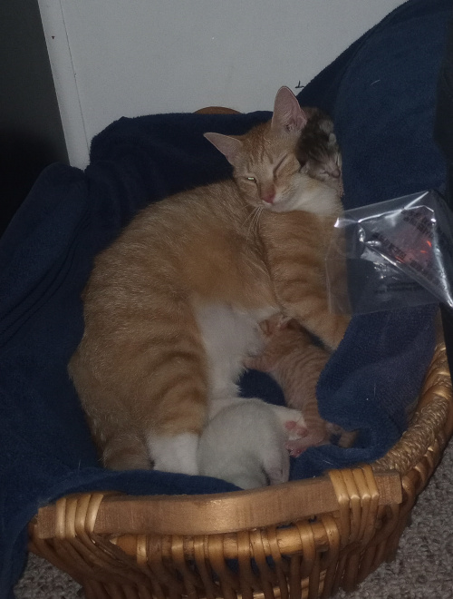 Creampuff in a basket with her babies. The white and orange are near her legs while the tabby cali has wedged herself between mama's head and stuff on the side