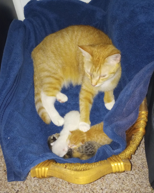 kittens piled up with mama laying behind them, one of her paws stretched out to rest on orange boy.