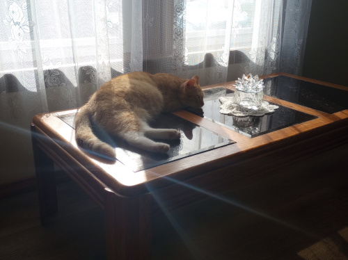 Creampuff laying on a table in front of a window with lace curtains. Sun shines through the curtains and makes a sunflare off the table.