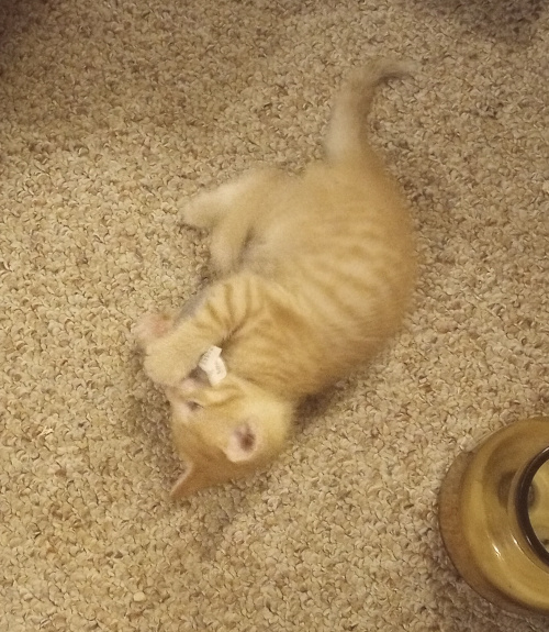 cheesepuff holding a toy mouse with all his feet