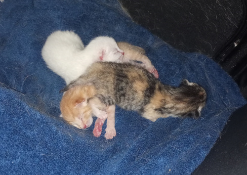 three newborn kittens on a hairy towel. One white, one yellow, and one tabby calico.