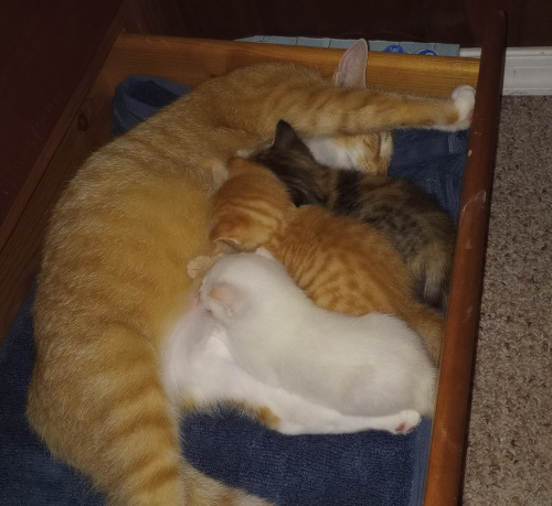 the kittens nursing from mama in the drawer, mama has her front paws stretched up against the other side of the drawer.