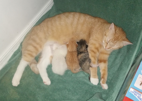 the three kittens lined up nursing from creampuff