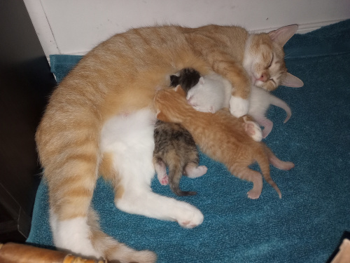 Mama laying down, the kittens climbing over each other to get the same nipple.