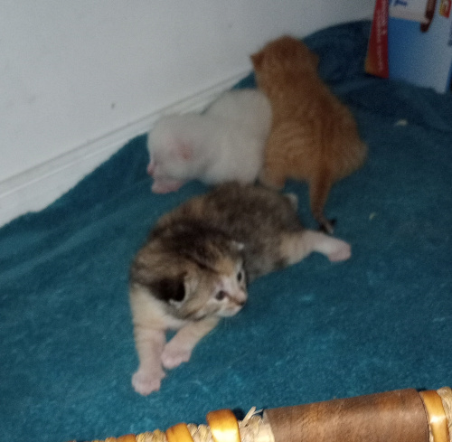 the kittens crawling around on a towel. the cali is facing the camera, showing her open round eyes.