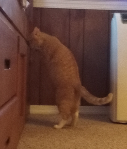 Creampuff standing on her hind legs, her front paws on a drawer edge