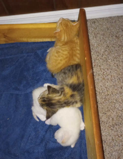 kittens sleeping in the drawer, orange baby is resting his head on the side of the drawer