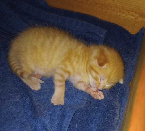 the orange kitten laying with his paw up to his snoot