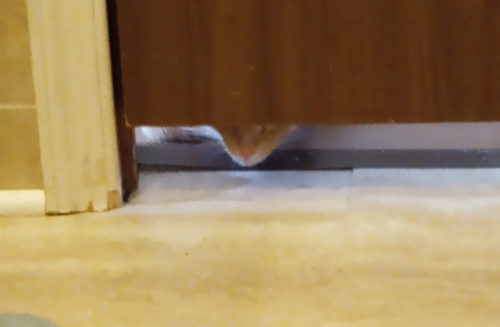 a wide gap between the bathroom floor and door shows the lower half of Creampuffs face as she crouches down at the door