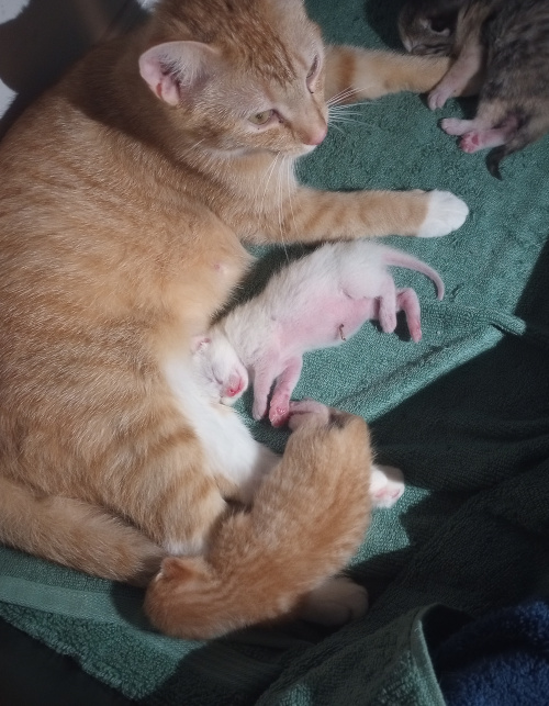 creampuff laying with her kittens. The white one is laying on his side so his very pink belly is showing.