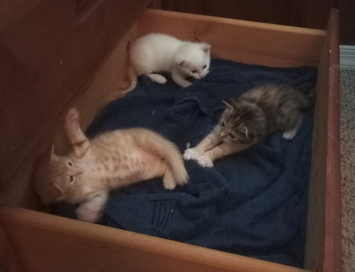 the kittens playing with each other in the drawer, cali is pouncing at cheesepuff who is splayed on his back, showing his belly spots, white baby is apprehensively watching from the corner.