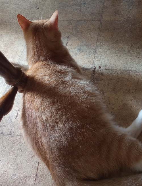 Creampuff laying on the floor next to a chair, her side is rounded.